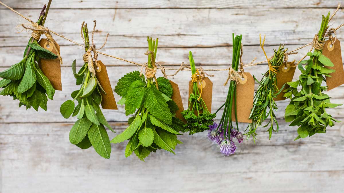 Image Of Aromatic Herbs Hanging
